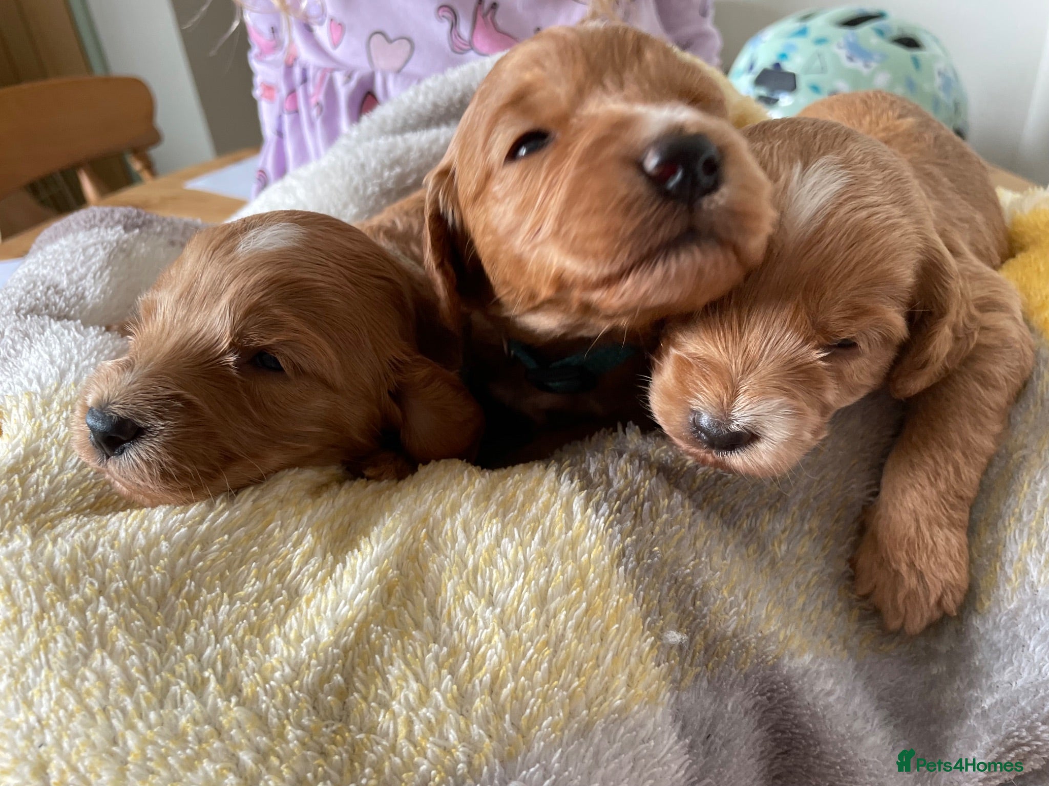 Cockapoo dogs Beautiful litter of cockapoos - Advert 10