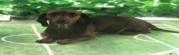 Miniature Dachshund dogs for sale: 🐾 GORGEOUS DACHSHUND PUPPIES 🐾 - Advert 4