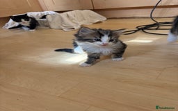 British Shorthair cats for sale: 2 BLACK FEMALE SHORTHAIR KITTENS. READY TO GO! - Image 10