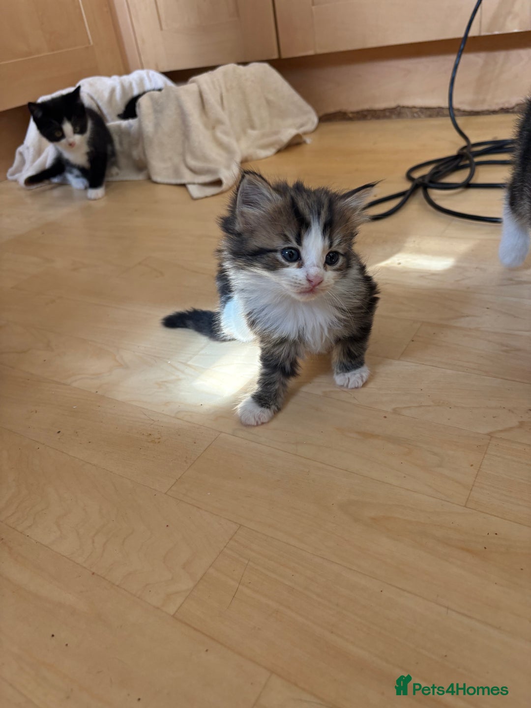 British Shorthair cats for sale: 2 BLACK FEMALE SHORTHAIR KITTENS. READY TO GO! - Image 10