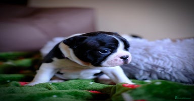 Boston Terrier dogs - Advert 8