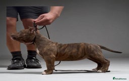 American Bully dogs for sale: Champion Bloodline American Pocket Bully Puppies - Image 31