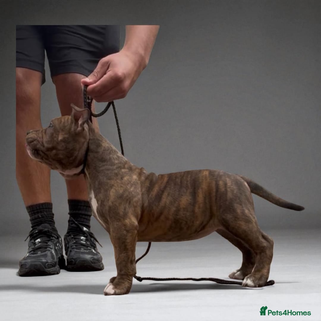 American Bully dogs for sale: Champion Bloodline American Pocket Bully Puppies - Image 31