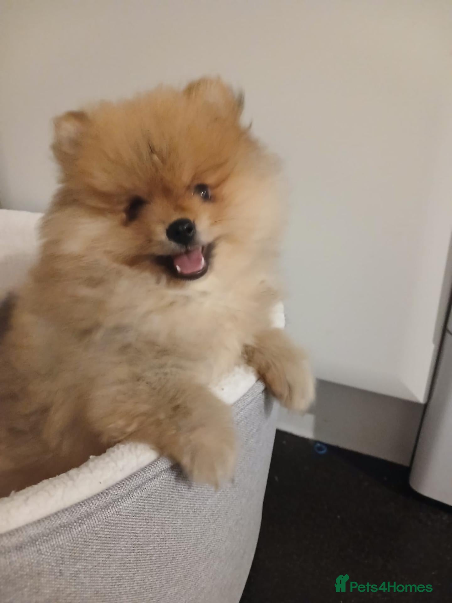 Pomeranian dogs  Pomeranian Teddy Face Russian  - Advert 17