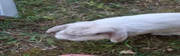 Mini Lop rabbits for sale: 6 year old mini lop doe for sale - spayed - Advert 2