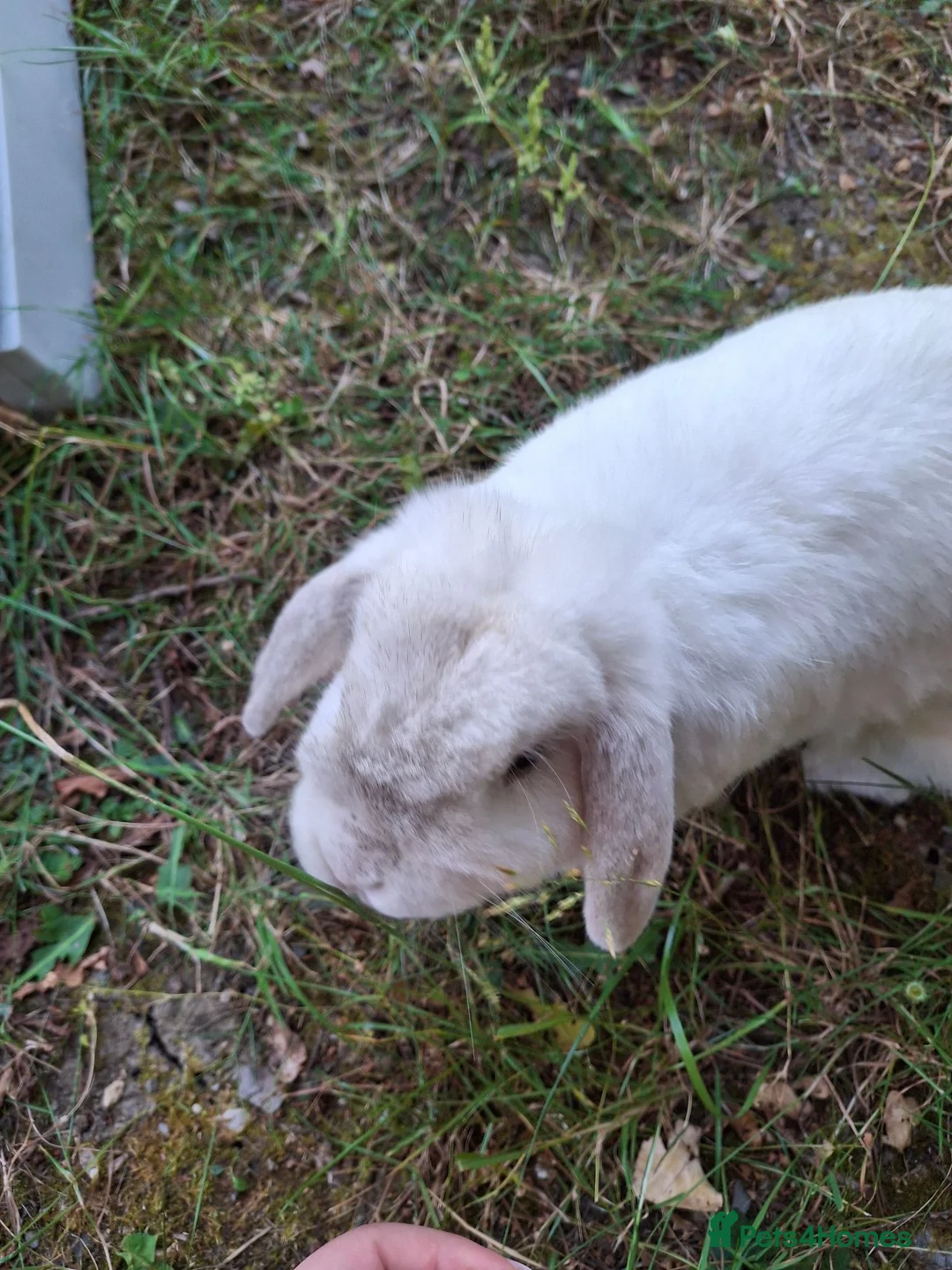 Mini Lop rabbits for sale: 6 year old mini lop doe for sale - spayed - Advert 2