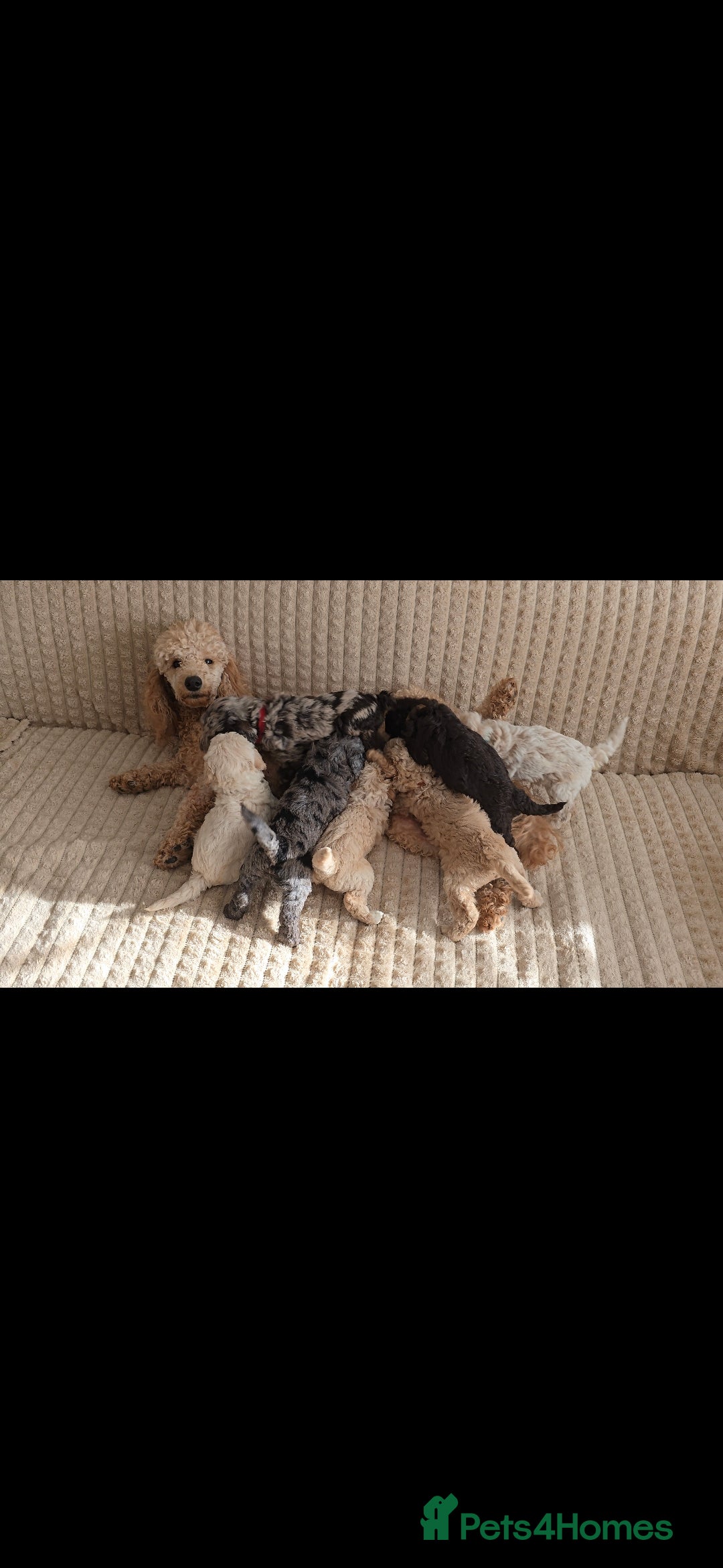 Standard Poodle dogs for sale: 7 Standard poodles for sale including 2 merle - Image 1