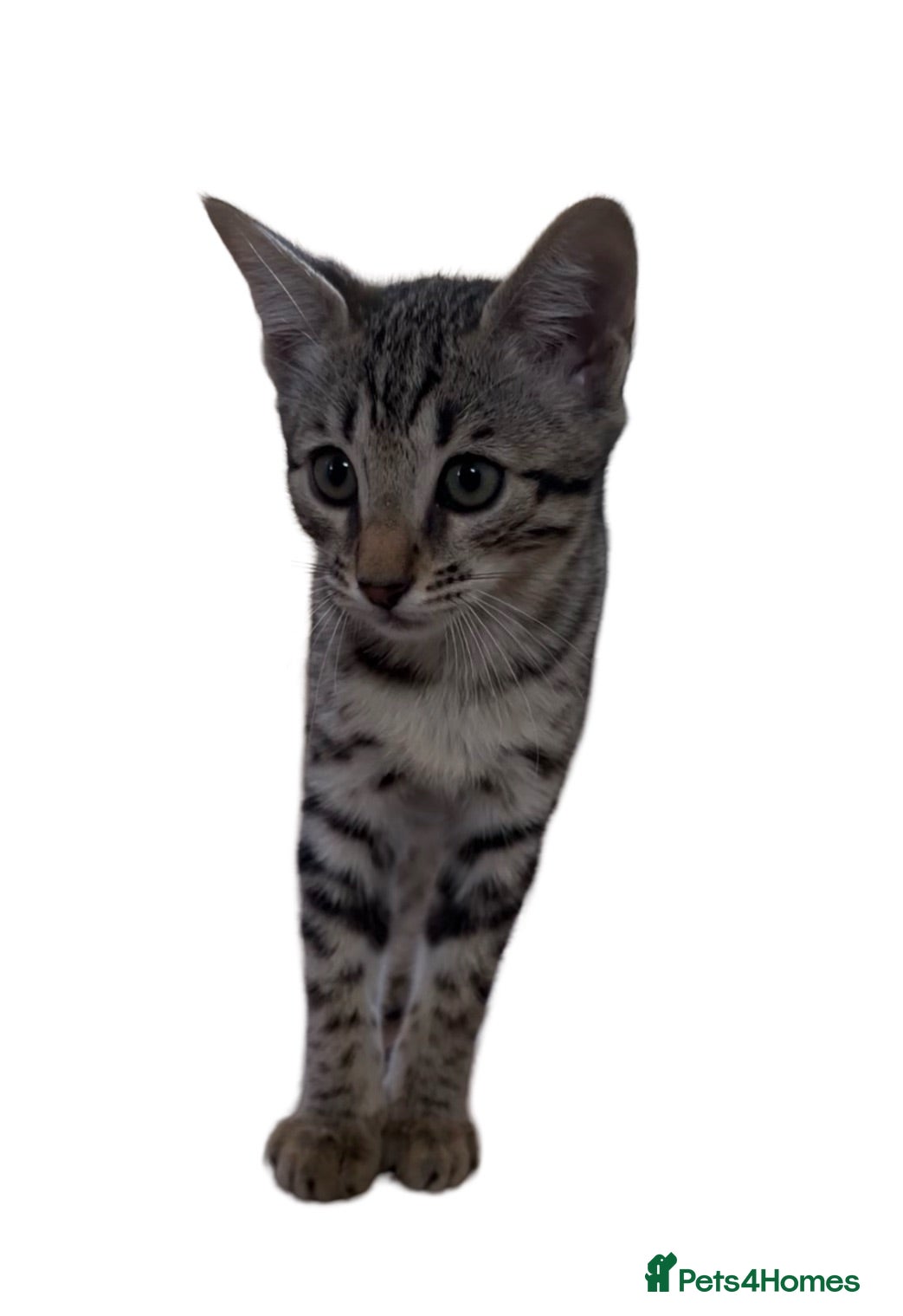 Bengal cats Stunning Snow Bengal x Savannah Kitten  - Advert 1
