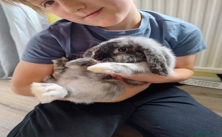 Mini Lop rabbits - Advert 2