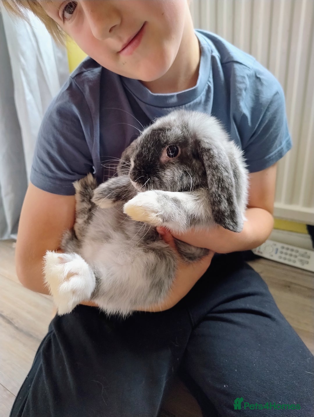 Mini Lop rabbits for sale: Beautiful boy bunny  - Image 1