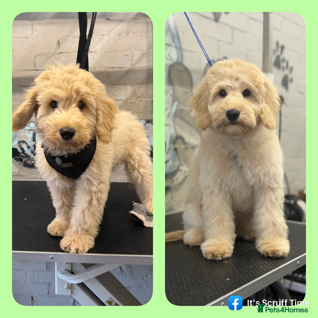 Labradoodle dogs for sale: Miniature labradoodle puppies  - Image 13