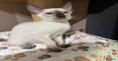 Siamese cats - Advert 3