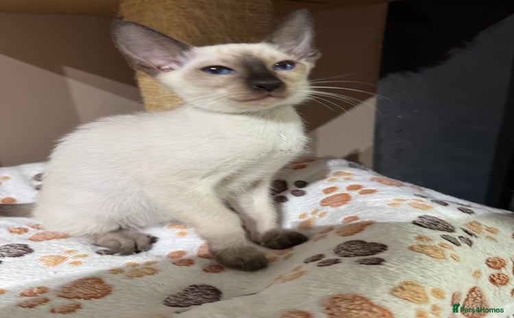 Siamese cats - Advert 9