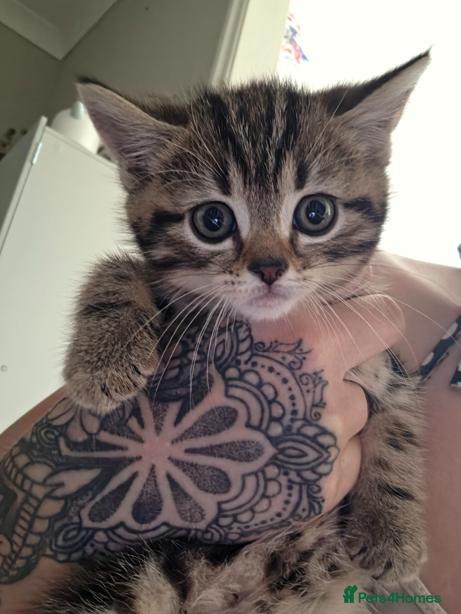 Mixed Breed cats Tabby kittens - Advert 12