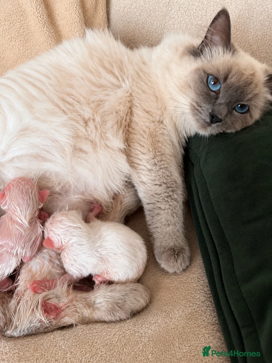 Ragdoll cats for sale: Pure ragdoll kittens  - Advert 2