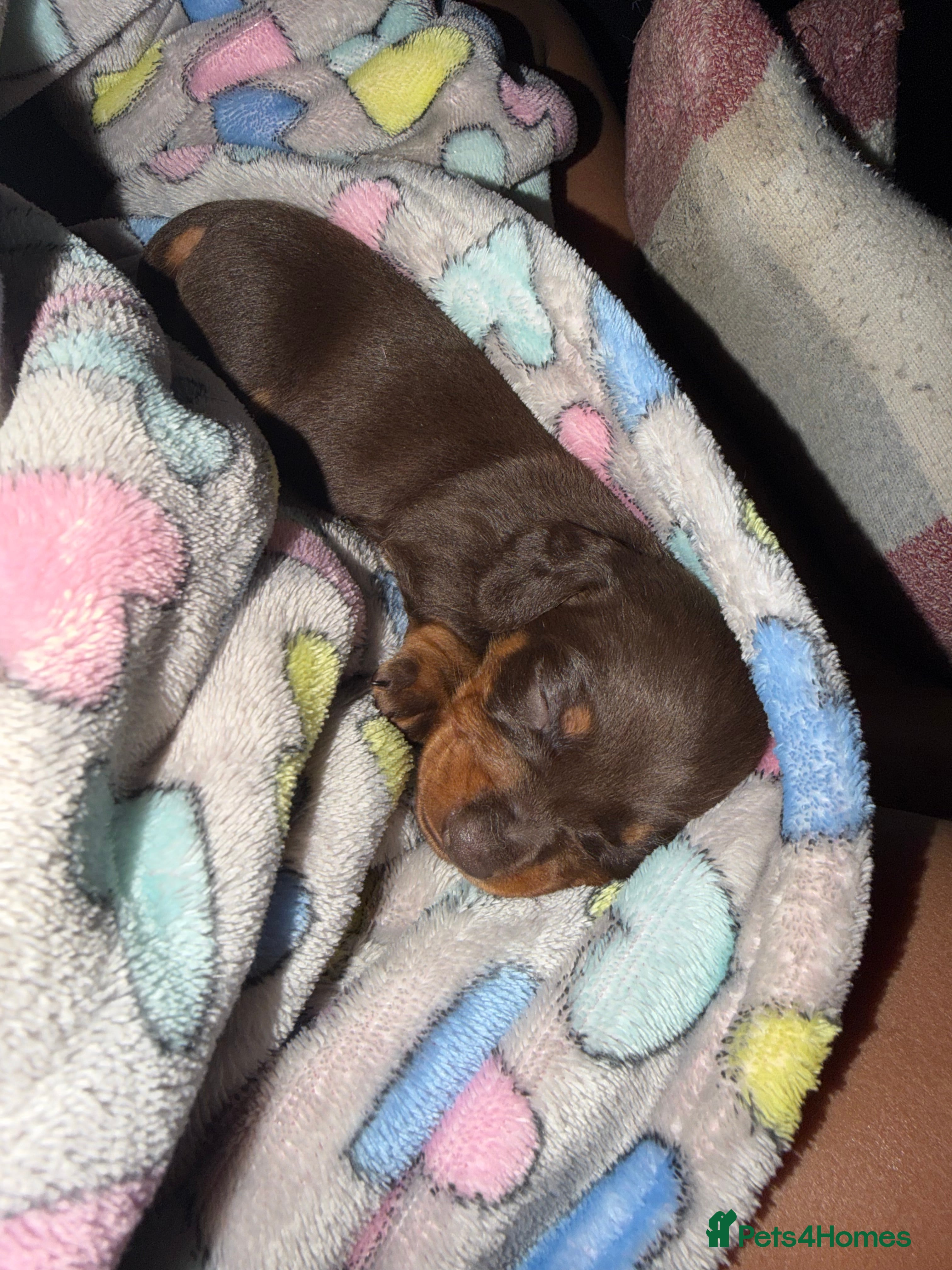 Miniature Dachshund dogs Miniature Dachshund  - Advert 1