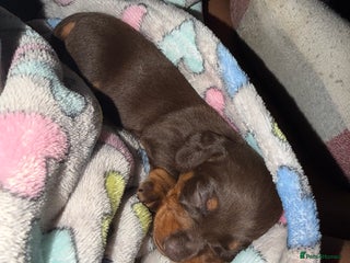 Miniature Dachshund dogs Miniature Dachshund - Advert 1