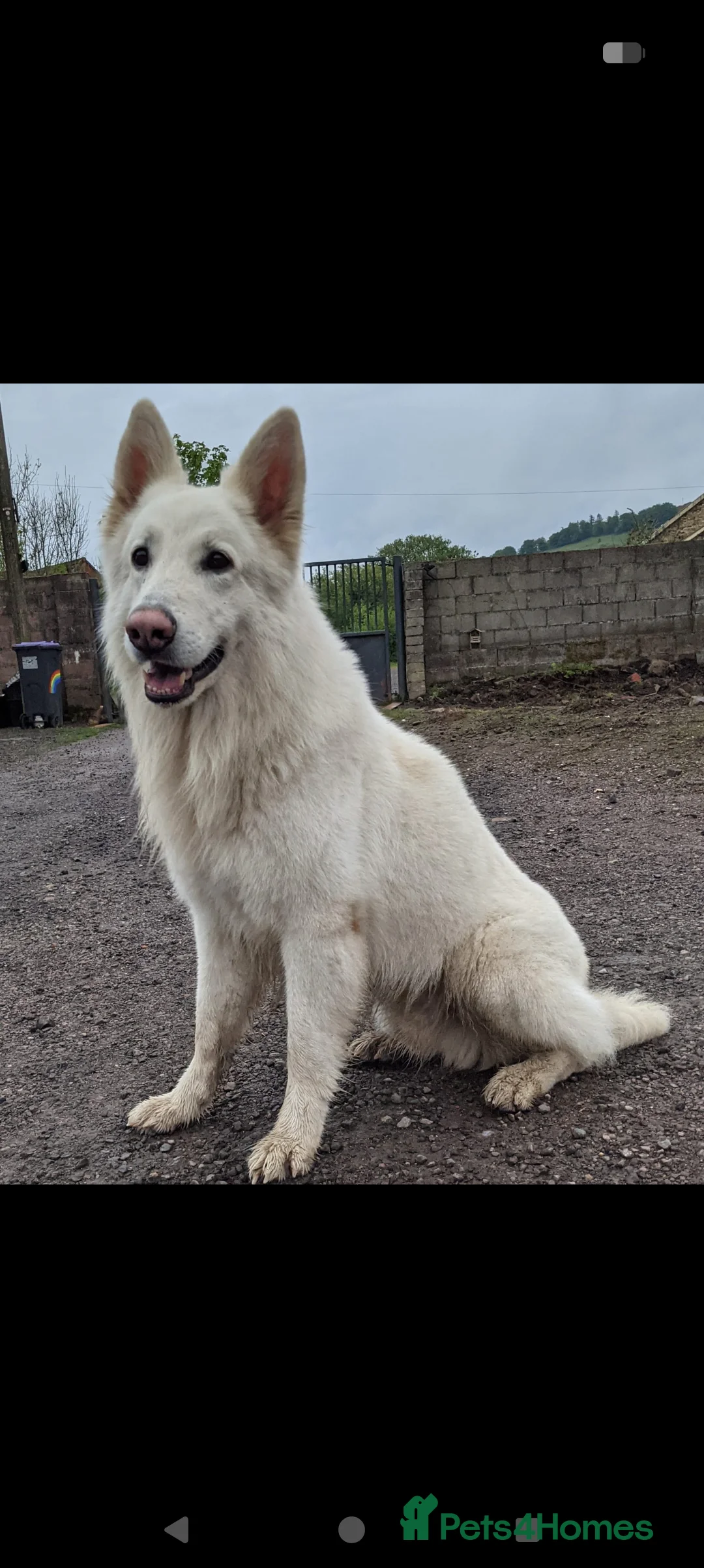 Mixed Breed dogs for sale: St Bernese X white swiss Shepard puppy - Advert 10