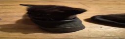 Mixed Breed cats for sale: 6 black kittens  - Advert 11