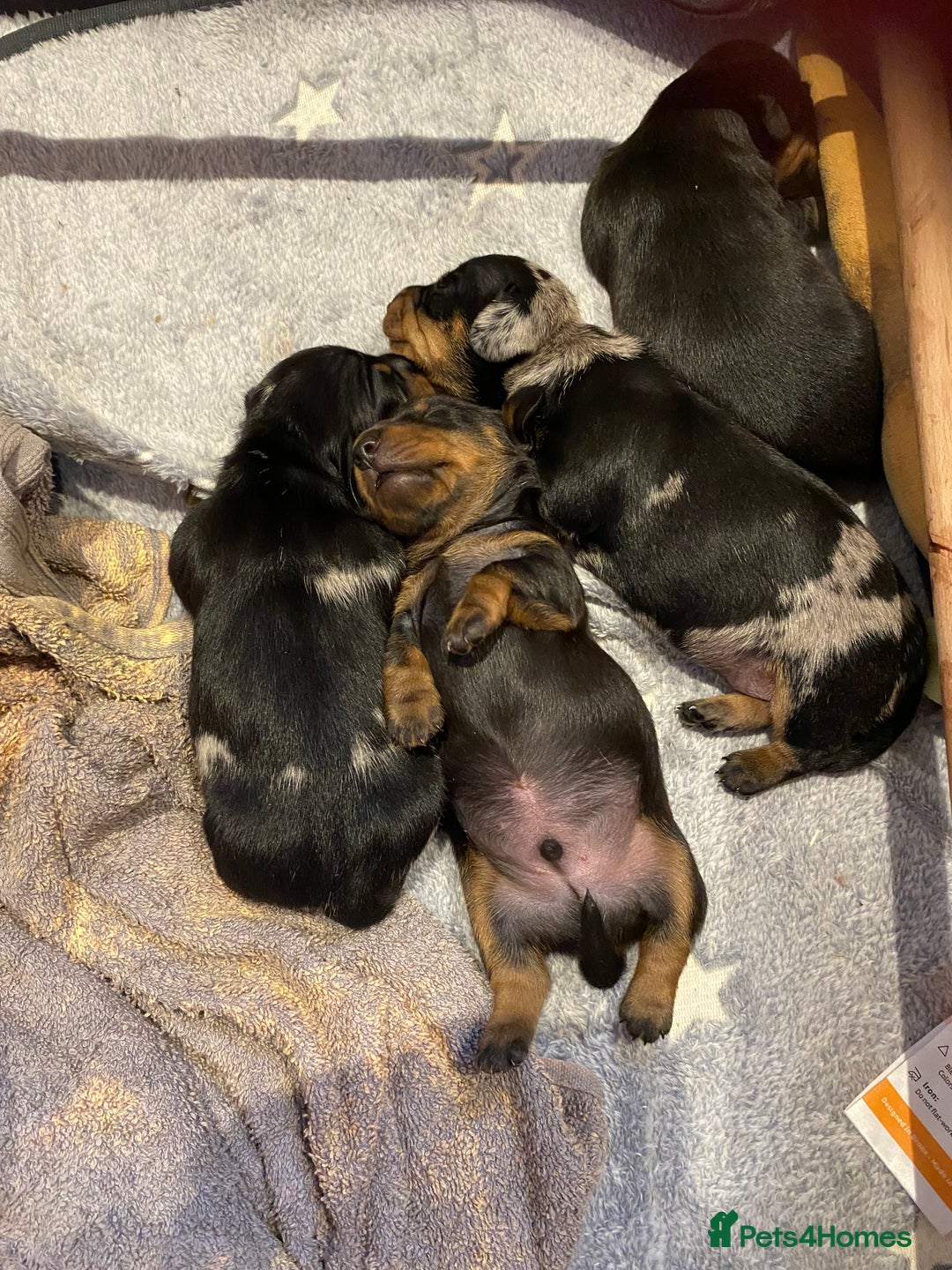 Miniature Dachshund dogs for sale: Smooth Mini Dachshund Pups ready for loving homes - Advert 1