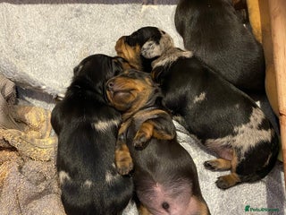 Miniature Dachshund dogs Smooth Mini Dachshund Pups ready for loving homes - Advert 13