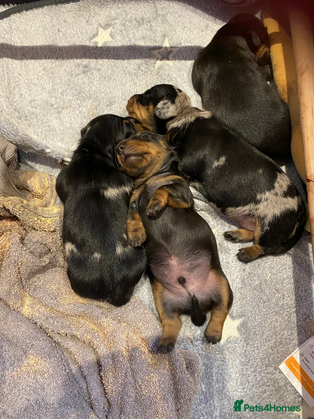 Miniature Dachshund dogs for sale: Smooth Mini Dachshund Pups ready for loving homes - Advert 1