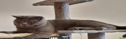 British Shorthair cats for stud: British shorthair blue boy for stud - Advert 1