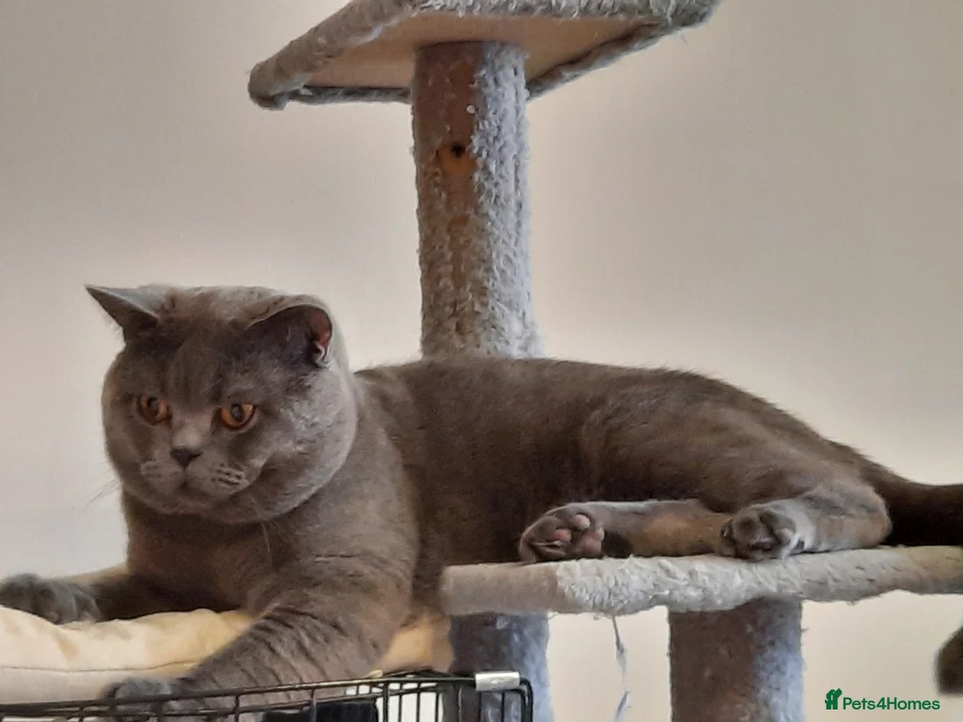 British Shorthair cats for stud: British shorthair blue boy for stud - Advert 1