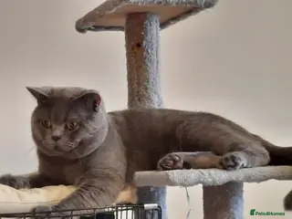 British Shorthair cats British shorthair blue boy for stud - Advert 3