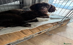 Cocker Spaniel dogs for sale: Bella - Cockerspaniel   - Image 2