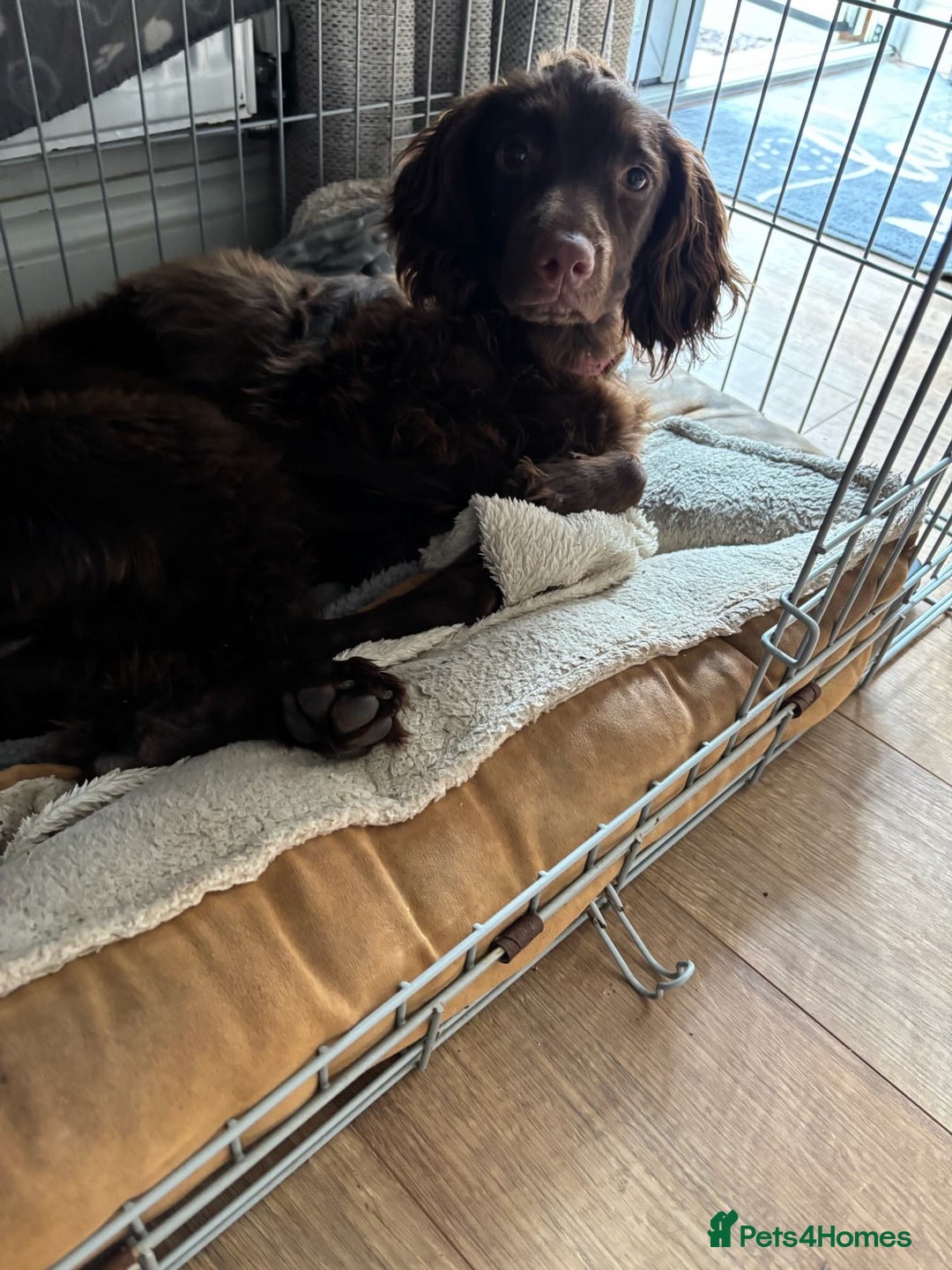 Cocker Spaniel dogs for sale: Bella - Cockerspaniel   - Image 2