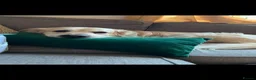 Golden Retriever dogs for stud: Golden retriever stud proven  - Advert 4