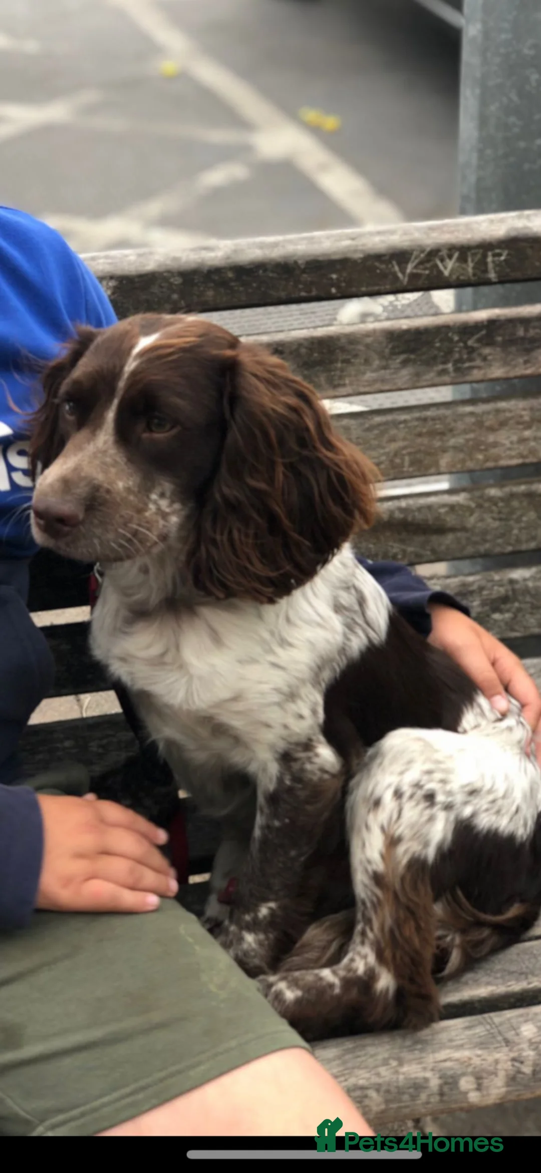 Mixed Breed dogs for sale: 3/4 spaniel pups  - Advert 2