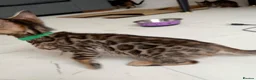 Bengal cats for sale: TICA Registered Bengal Kittens - Advert 26