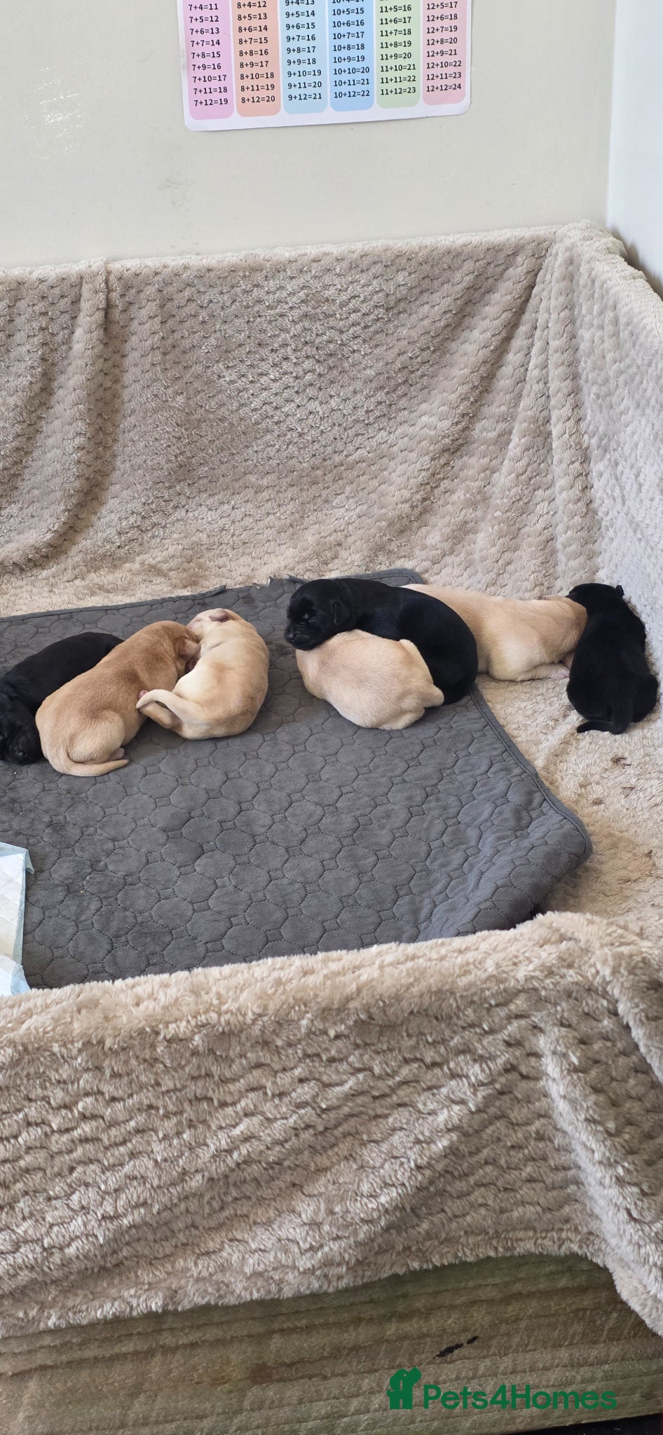 Labrador Retriever dogs for sale: Pure Breed Labrador Puppies  in Liskeard - Advert 9