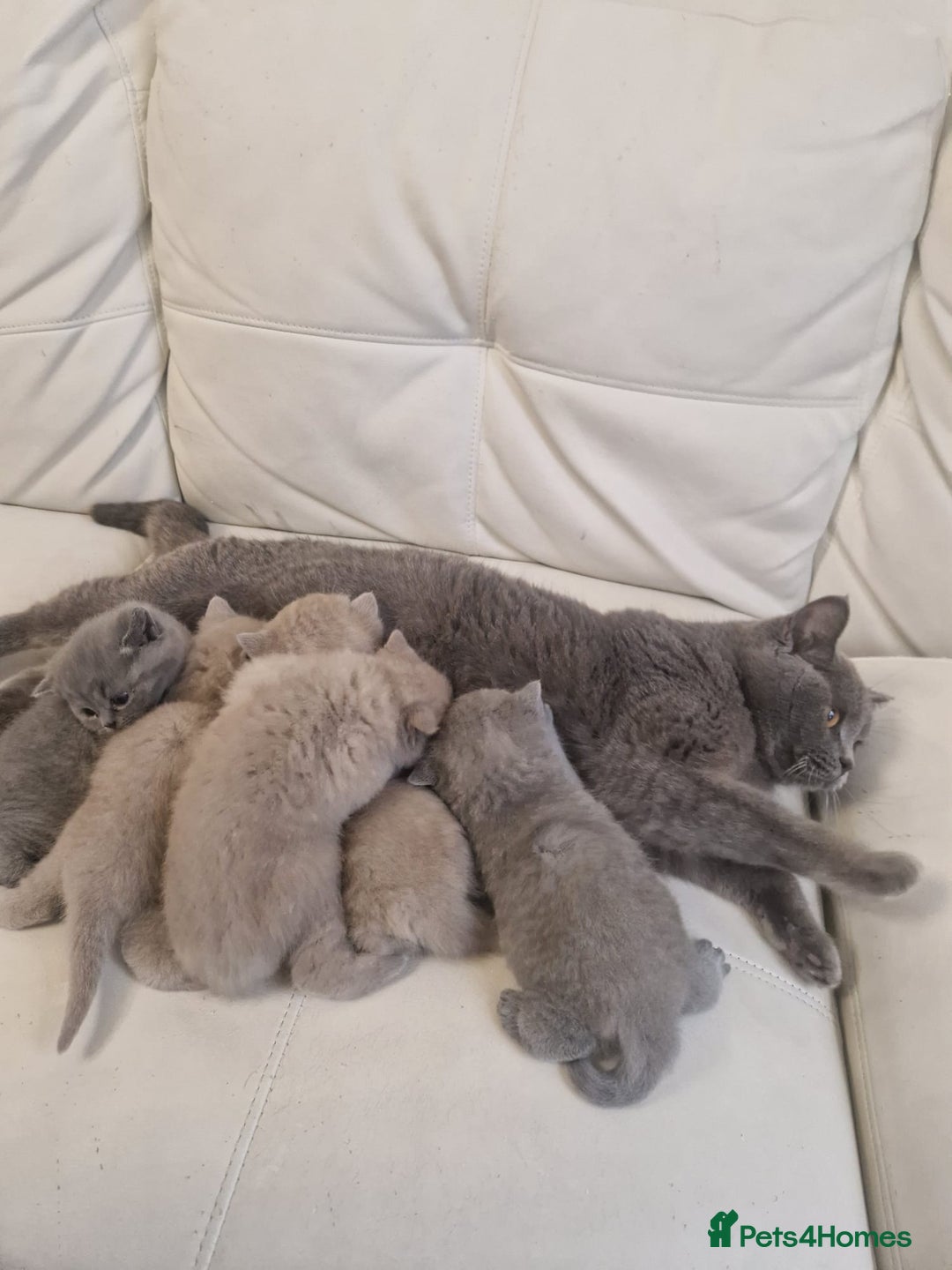British Shorthair cats for sale: British Shorthair Kittens Blue and Lilac. - Advert 24