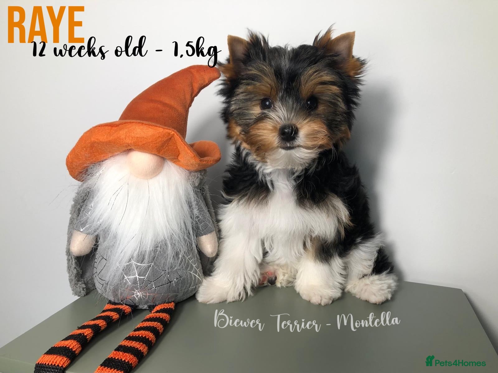 Yorkshire Terrier dogs for sale: Two Biewer Terriers LEFT! - Advert 2