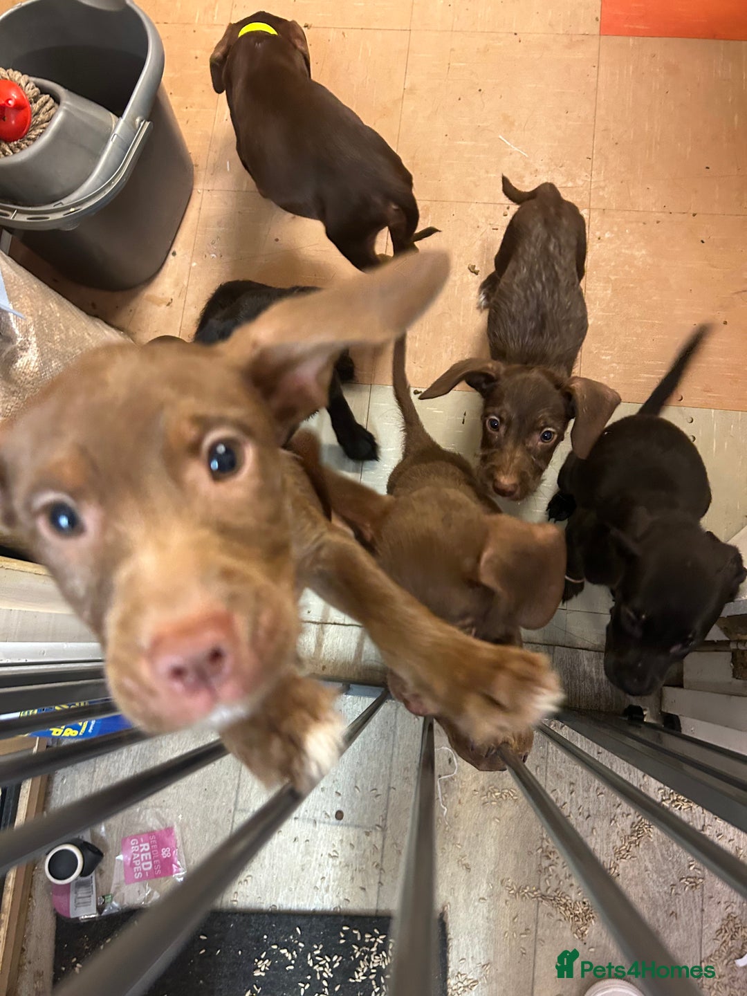 Mixed Breed dogs for sale: American pocket bully x labradoodle  - Image 11