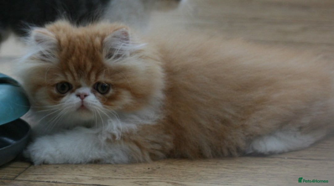Persian cats for sale: Fluffy Persian Exotic kittens - Image 21