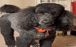 Standard Poodle dogs for sale: Standard black poodle puppies - Advert 3