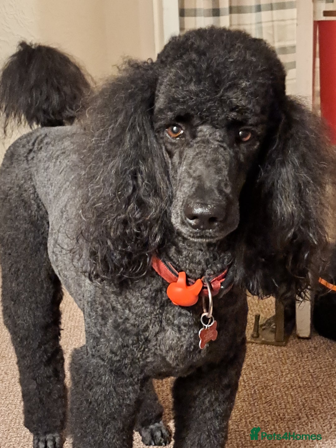 Standard Poodle dogs for sale: Standard black poodle puppies - Advert 3