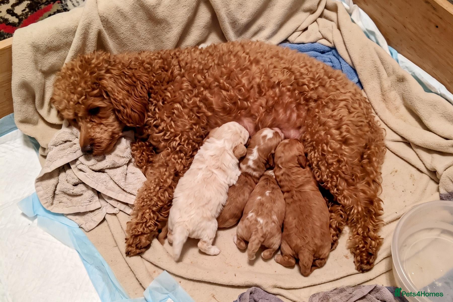 Cavapoo dogs Cavapoo Puppy for Rehoming - Advert 1