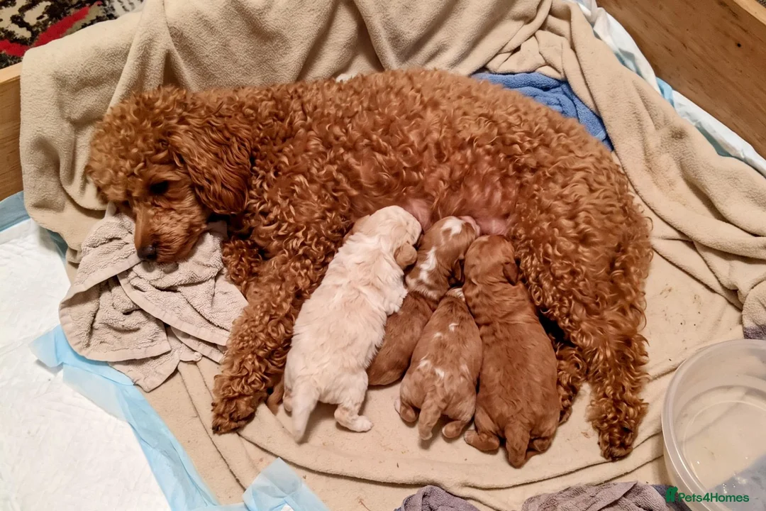 Cavapoo dogs for sale: Cavapoo Puppy for Rehoming - Advert 1