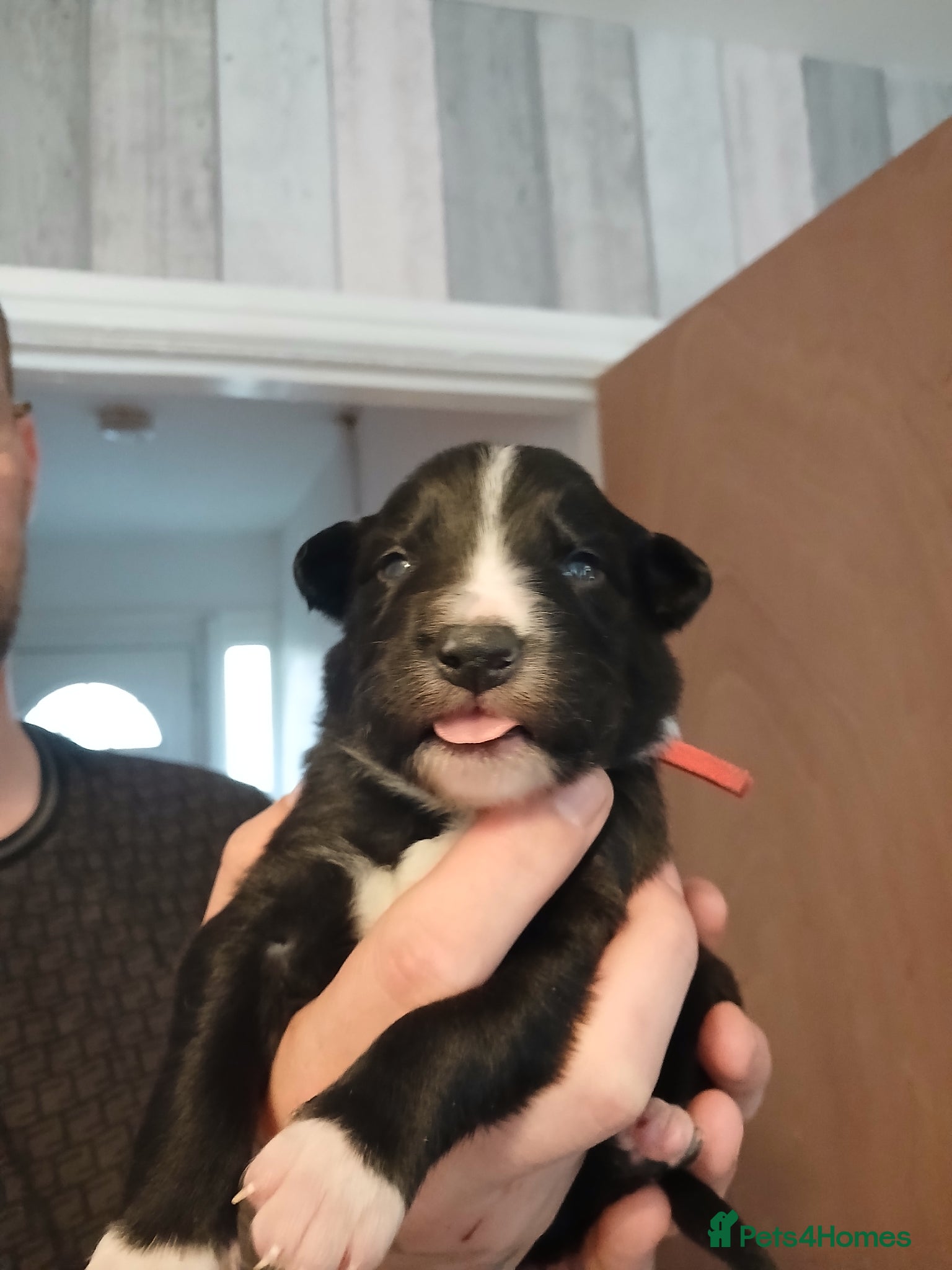 Border Collie dogs 8 beautiful puppies  - Advert 9