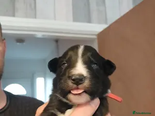 Border Collie dogs 8 beautiful puppies - Advert 2