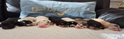 Cocker Spaniel dogs for sale: Beautiful Show Cocker RKC REG Blue Roan GIRL left - Advert 10