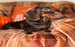 Miniature Dachshund dogs for sale: ⭐️Three stunning KC Mini Dachshunds⭐️  - Image 6