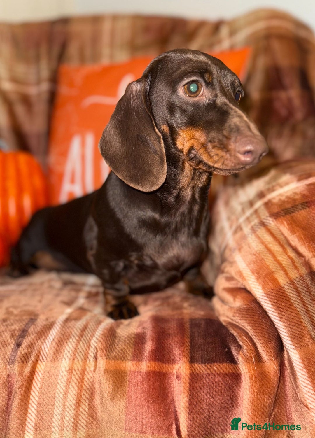 Miniature Dachshund dogs for sale: ⭐️Three stunning KC Mini Dachshunds⭐️  - Image 6