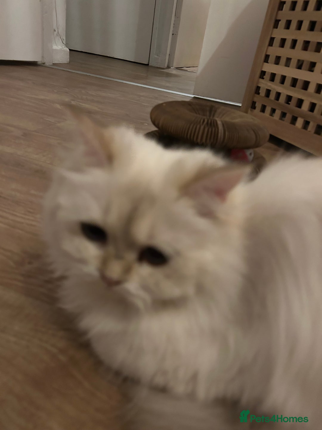 British Longhair cats for sale: 10 month cute British longhair kitten for sale  - Advert 3