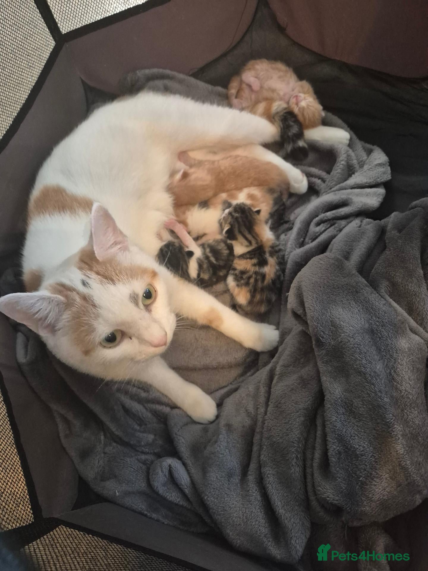 Mixed Breed cats Kittens 😸 - Advert 1